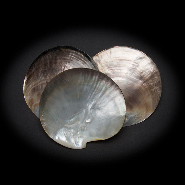 Pearl Shell Hook Earrings - Marilla - Akuna Pearls