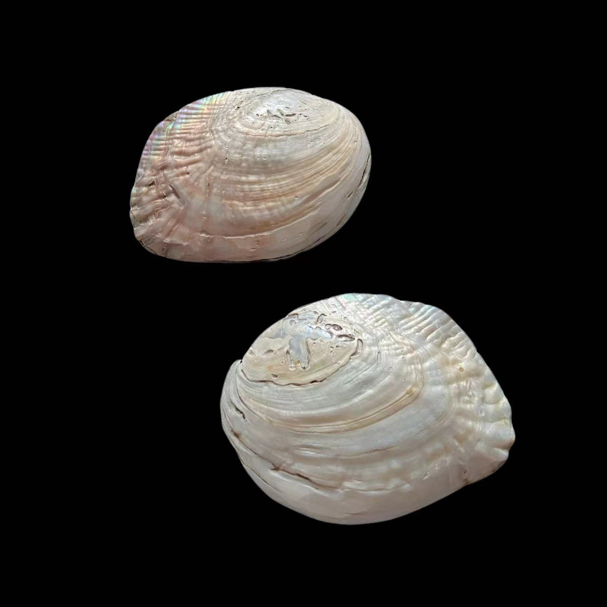 Freshwater Pearl Shell - Mother of Pearl Small - Akuna Pearls